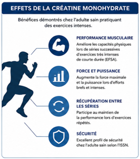 Effets de la créatine monohydrate