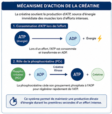 Mécanisme d'action de la créatine