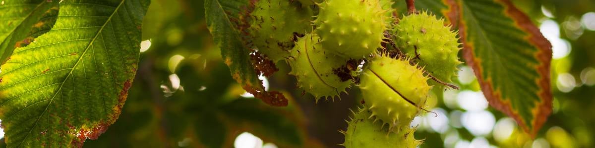 Consultation m&eacute;decin pour une fiv