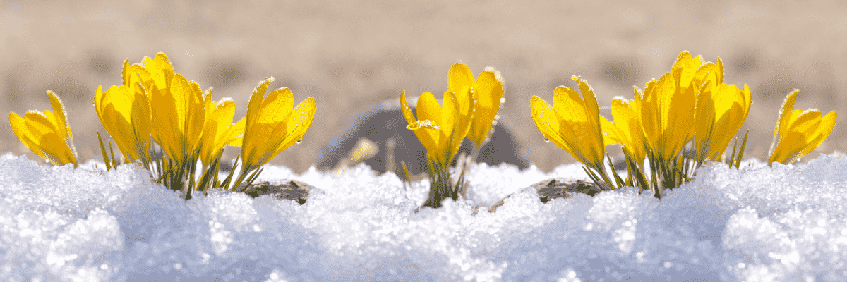 12 solutions efficaces pour booster vos défenses immunitaires