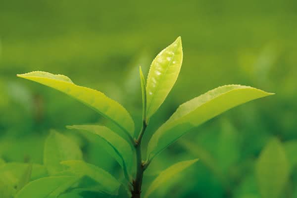 The-vert Thé vert boisson non calorique