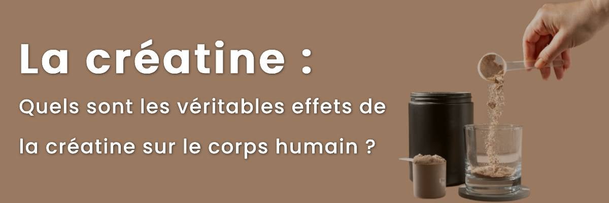 Quels sont les véritables effets de la créatine sur le corps humain ?