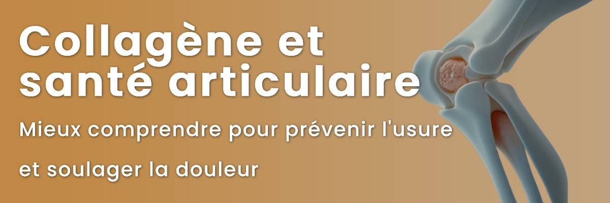 Collagène et santé articulaire : mieux comprendre pour prévenir l&rsquo;usure et soulager la douleur
