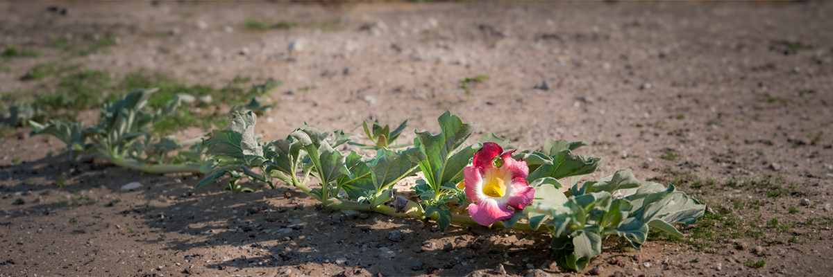 Harpagophytum : bienfaits et contre-indications
