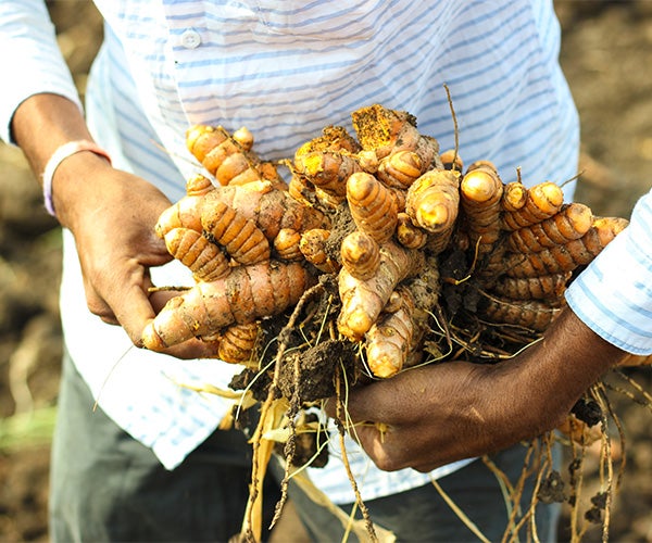 extraction du curcuma naturel