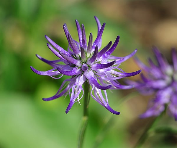 origine et histoire de l'Harpagophytum