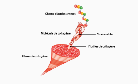 Rôle du Collagène