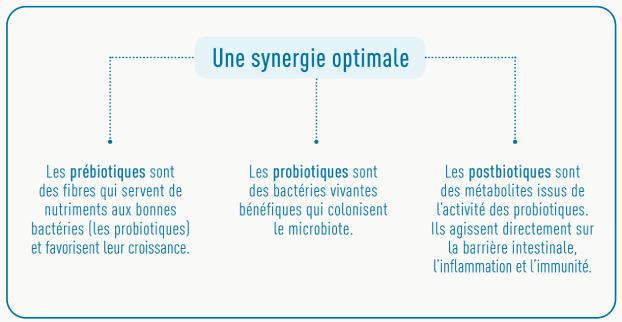 Diff&eacute;rences pr&eacute;biotiques probiotiques et postbiotiques 