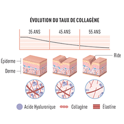 Evolution du taux de collagène