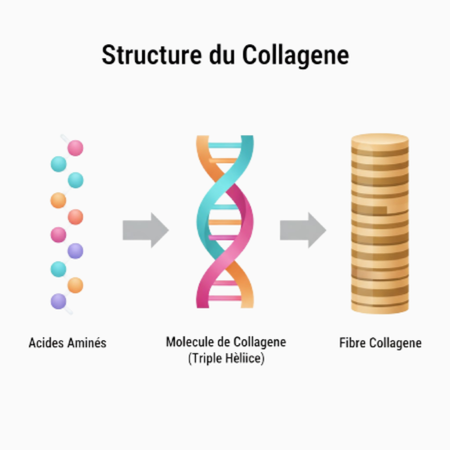 Structure du collagène marin