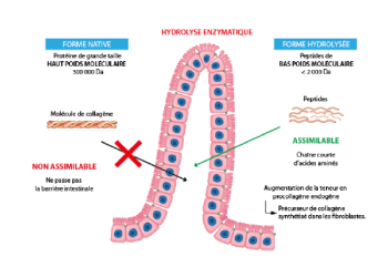 Collagène Hydrolysé