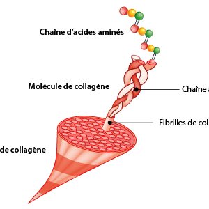 Qu’est-ce que le collagène ?