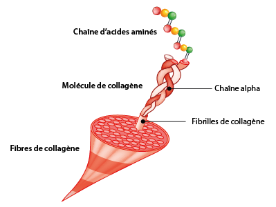 COLLAGENE TRIPEPTIDES